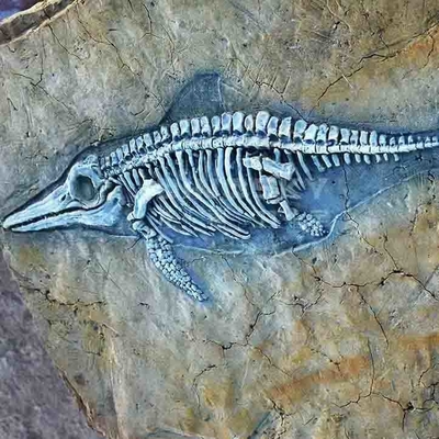 Reproductions d'os de dinosaure de centre commercial, crânes de fossile de reproduction de dinosaure