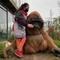 Costume de gorille adulte Costume de gorille réaliste pour parc à thème