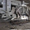 Grand squelette extérieur de dinosaure, squelette modèle de dinosaure résistant au soleil