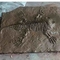 Réplique de squelette de dinosaure extérieur RoHS grandeur nature modèle approuvé