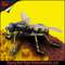 Les modèles d'insectes animatroniques de Big Bugs volent le contrôle de capteur infrarouge d'âge d'enfants