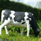 La sculpture grandeur nature imperméable en vache à statue animale réaliste a adapté disponible aux besoins du client