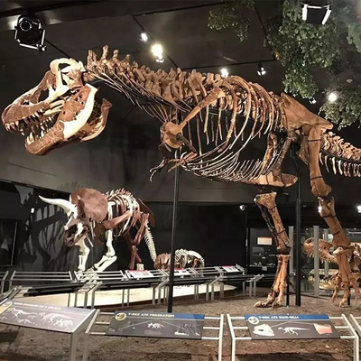 Réplique de squelette de dinosaure résistant aux intempéries / Répliques d'os de dinosaure