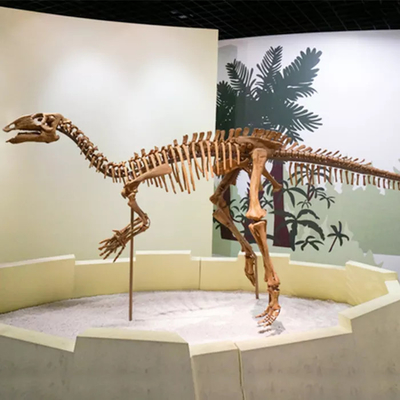 Un bon prix. Fossile personnalisable de crâne de dinosaure de taille de reproduction de squelette de dinosaure de centre commercial en ligne