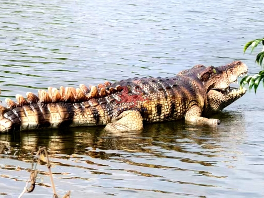 Nom